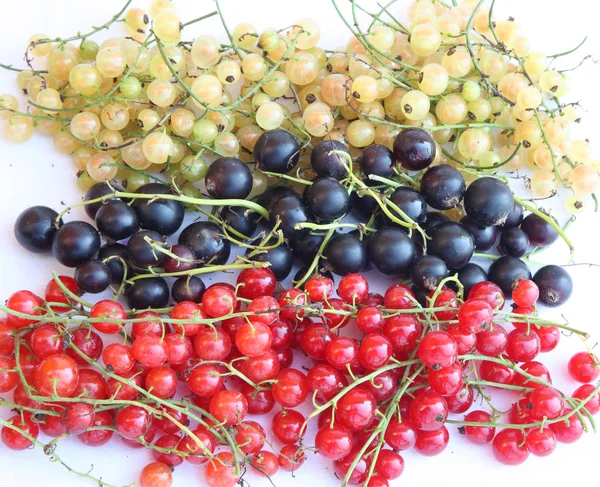 stock image Russian flag in currant version.