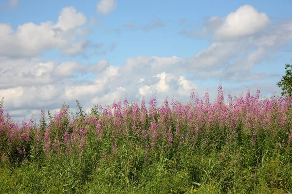 Willow-herb and sky Stock Picture