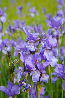 Closeup of iris plant clipart