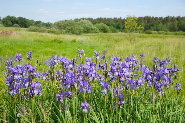 Växten av violett vilda iris — Stockfoto