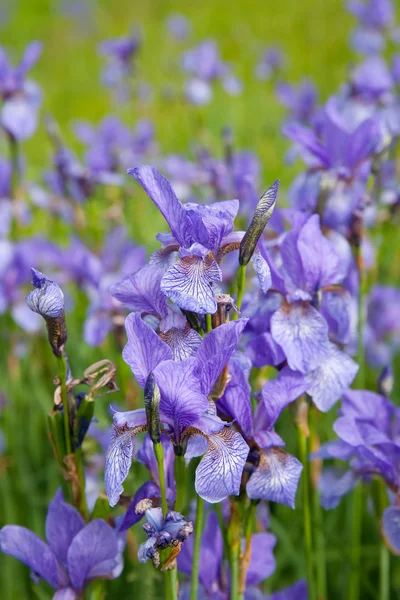 Closeup iris rostlin — Stock fotografie