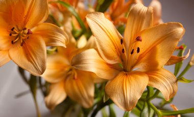 Orange lily clipart