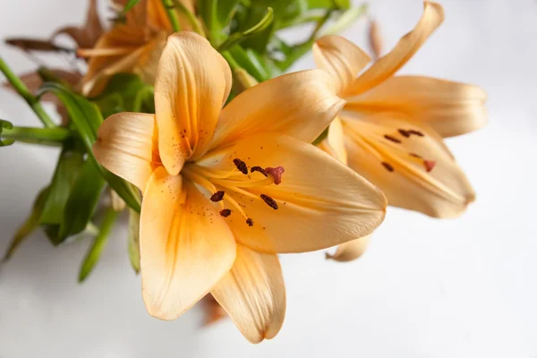 Orange lily on gray — Stock Photo, Image
