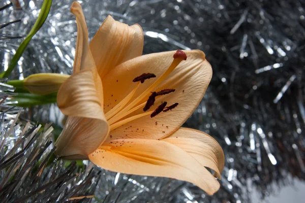 Orange lily on silver — Stock Photo, Image