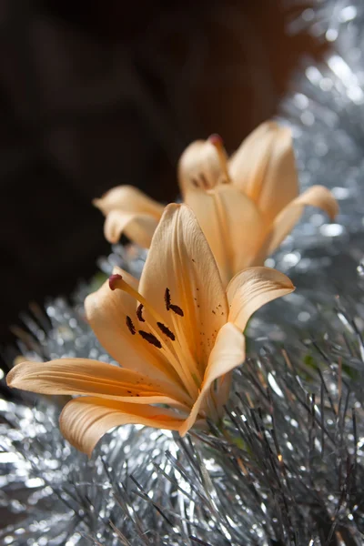 Orange lily — Stock Photo, Image