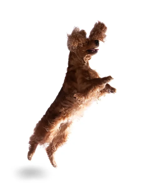 Jumping cocker spaniel — Stock Photo, Image
