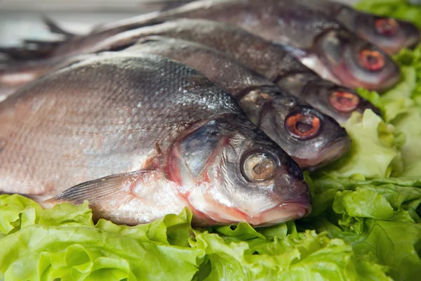 Fresh-water fish — Stock Photo, Image