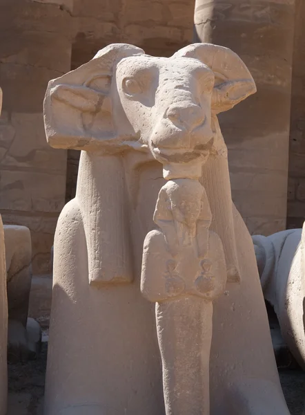 Head of Ram-headed sphinxes — Stock Photo, Image