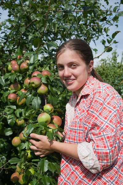 stock image Girl picking apples