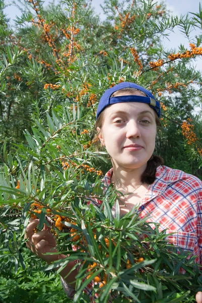 Girl picking Hippophae in the field — Stock Photo, Image