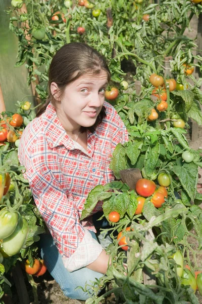 Mädchen beim Tomatenpflücken — Stockfoto