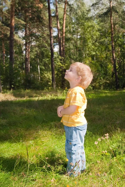 Little boy in forest — Stock Photo, Image