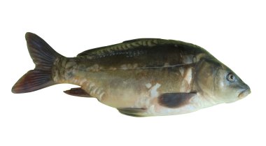 Carp fish clipart