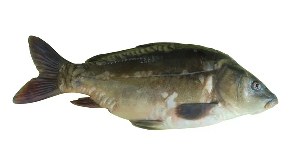 Peixe-carpa — Fotografia de Stock