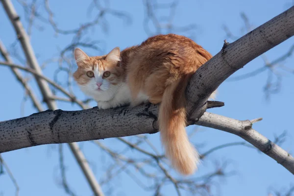Gato en un árbol — Foto de Stock