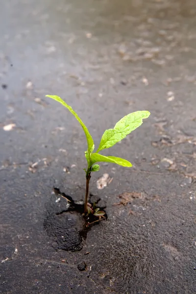 stock image Growing green sprout in asphalt