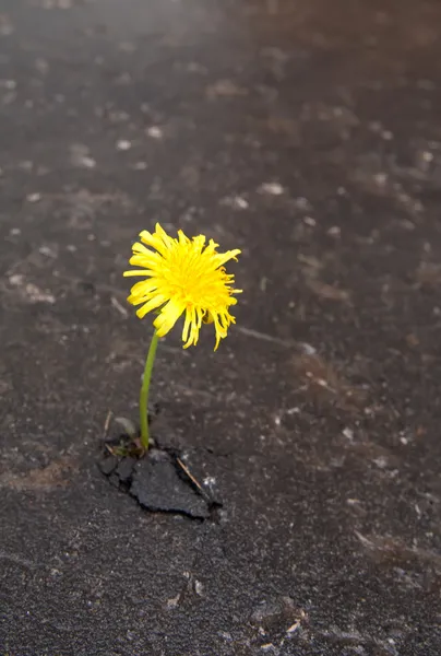 Growing yellow dandelion in asphalt — Stock Photo, Image