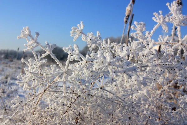 Frozen branch — Stock Photo, Image