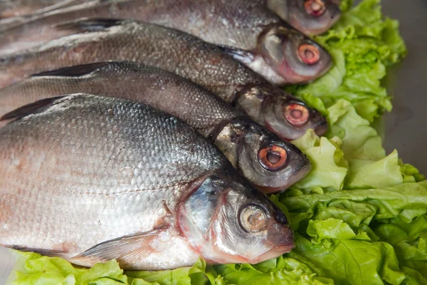 stock image Fresh-water fish