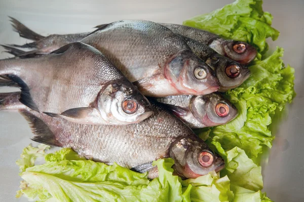 Fresh-water fish — Stock Photo, Image