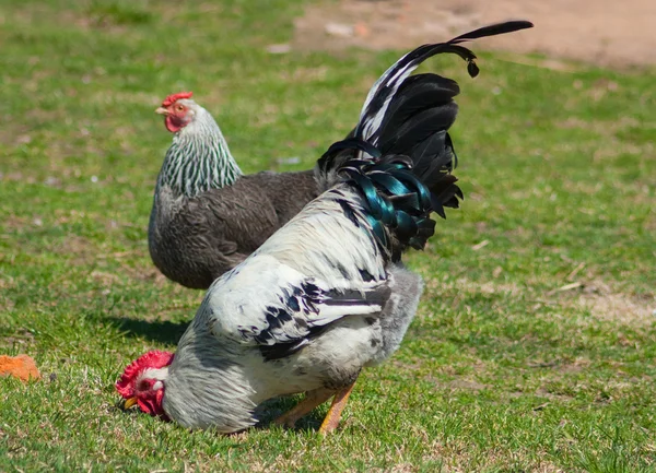 Gallo e gallina — Foto Stock
