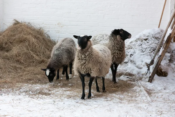 Trzy owce — Zdjęcie stockowe