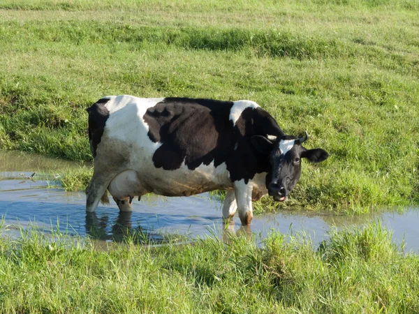 Krowa na lato łąka — Zdjęcie stockowe