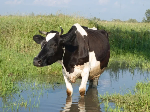 De zwarte en witte koe — Stockfoto