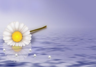 Camomile on water clipart