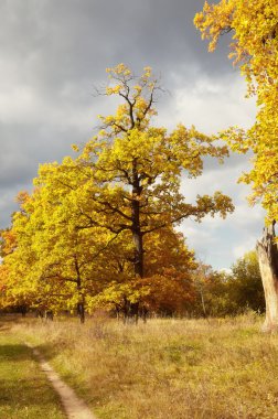 Golden tree of an oak in the autumn clipart