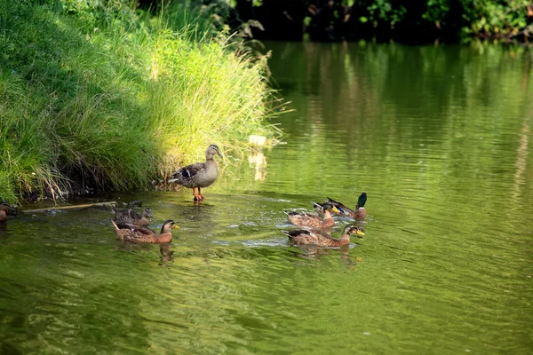 stock image Group of ducks