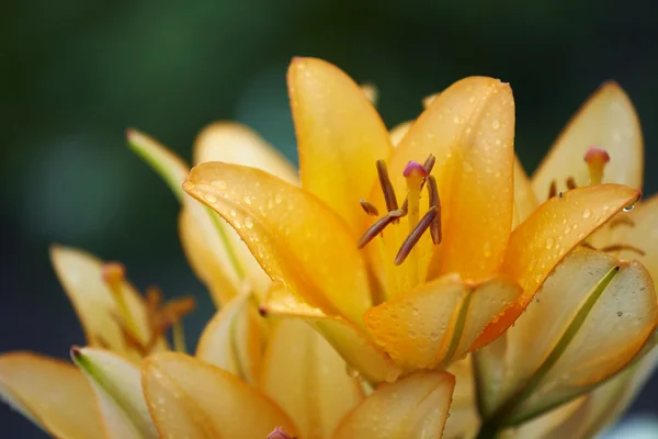 stock image Lily with rain drops