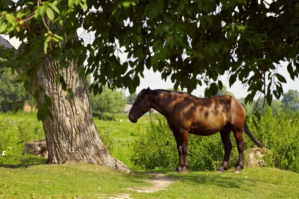 stock image Old tired horse