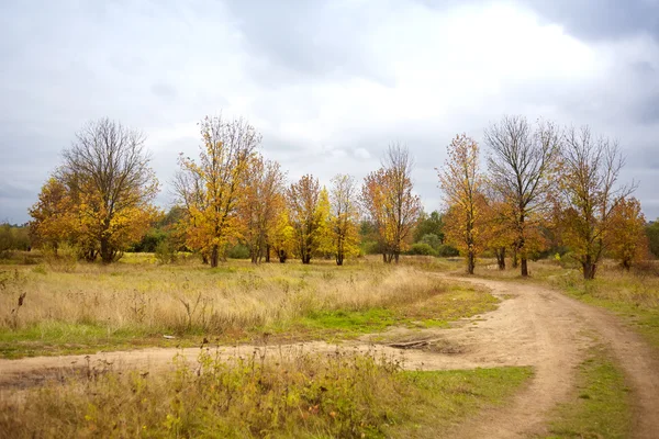 Сумний осінній пейзаж і розгалуження ро — стокове фото