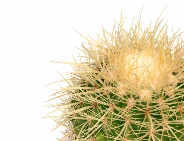 Isolated big cactus bal — Stock Photo, Image
