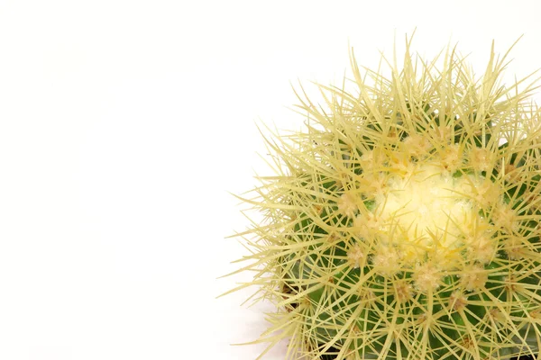 stock image Isolated cactus