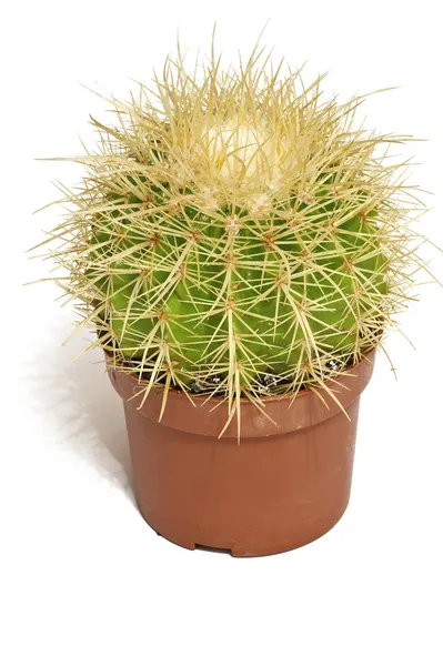 Cactus in een pot Stockfoto