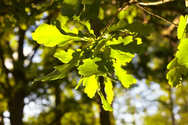 绿色的树叶的橡树緑のオークを葉します。 — 图库照片