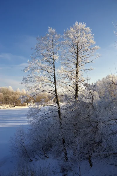 De bevroren boom in de buurt van de met sneeuw bedekte — Stockfoto