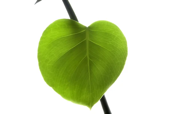 Nettle leaves in shape of heart on light background - Free Photo (4Bqax5) -  Noun Project