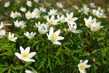 anemon (windflowers).