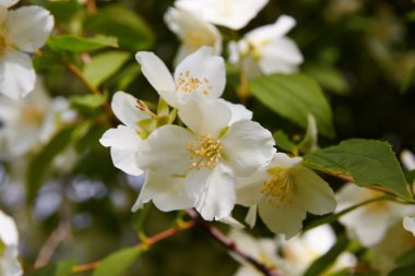 Blossom jasmine flower clipart