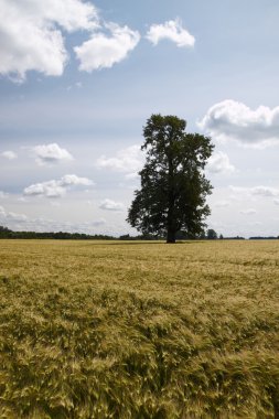 Yalnız ağaç arpa Field