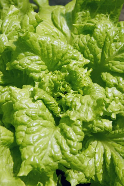 Green lettuce — Stock Photo, Image