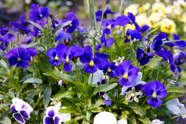 stock image Blue pansy
