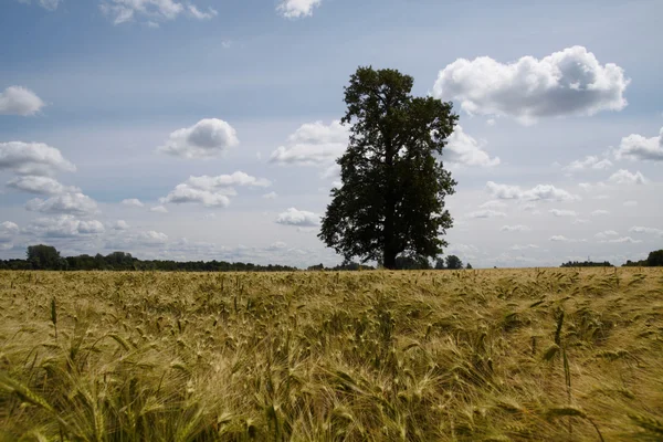 Árvore solitária no campo de cevada — Fotografia de Stock