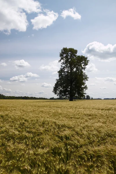 麦畑で孤独な木 — ストック写真