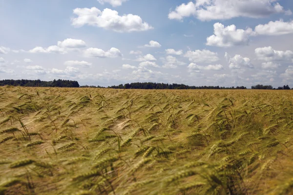 Korn fältet — Stockfoto