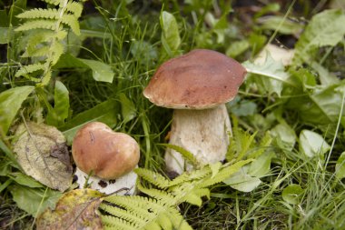 Boletus mantarı