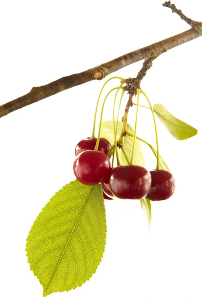Červené cherry na větvi — Stock fotografie